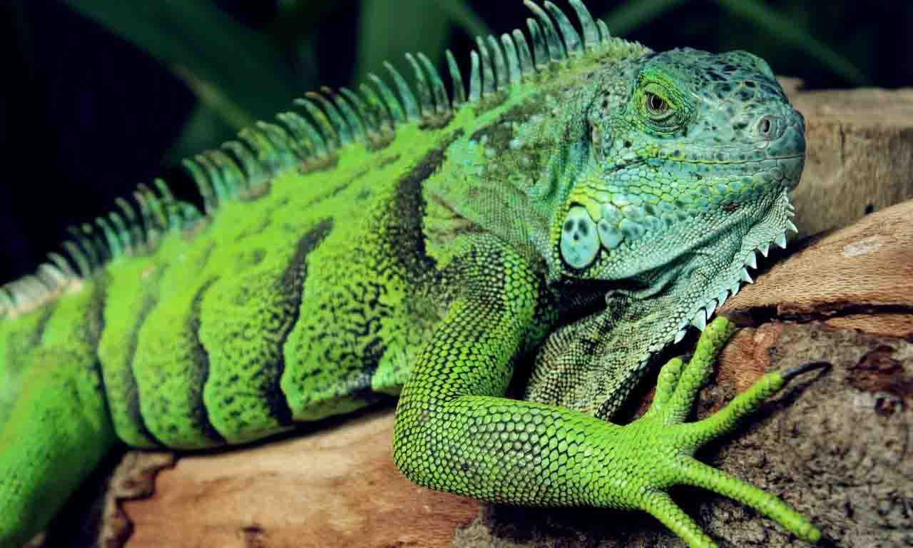 iguana