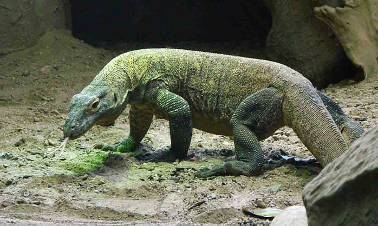 komodo dragon real