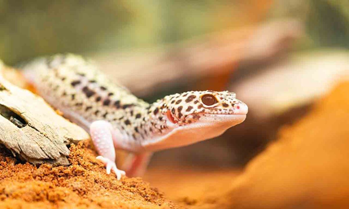 Do Lizards Crawl At Night?