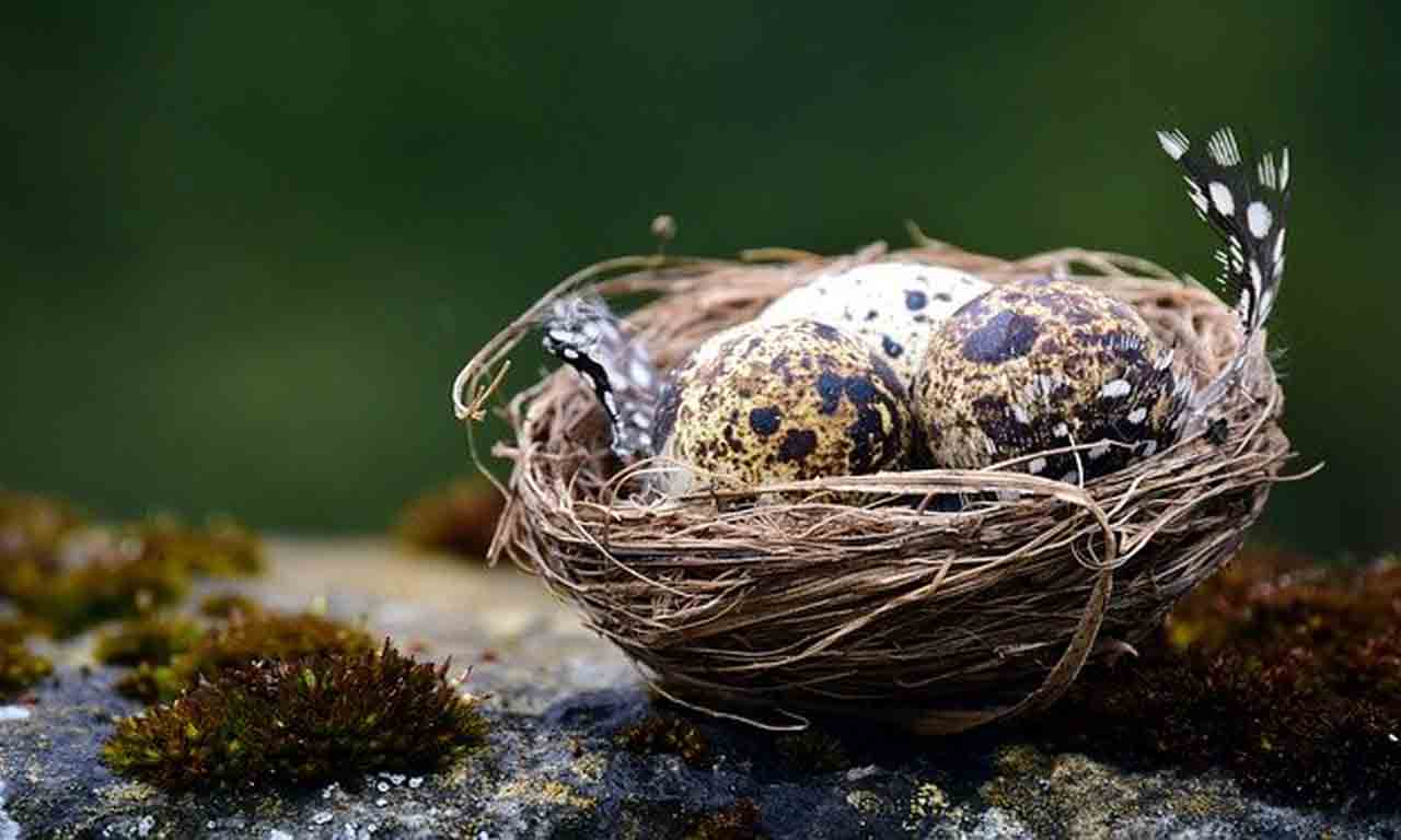 liard eggs poisonous