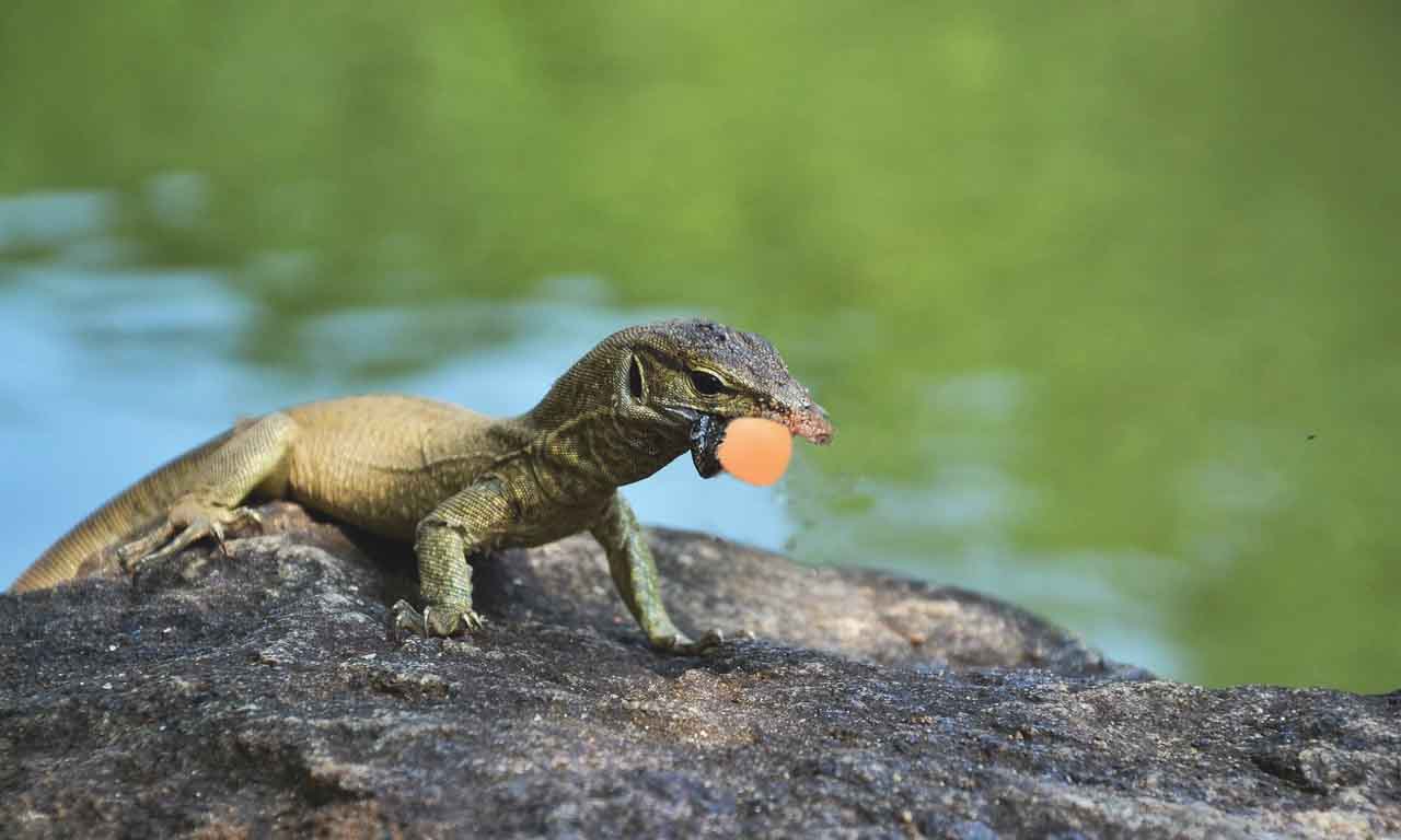 lizard eats egg real