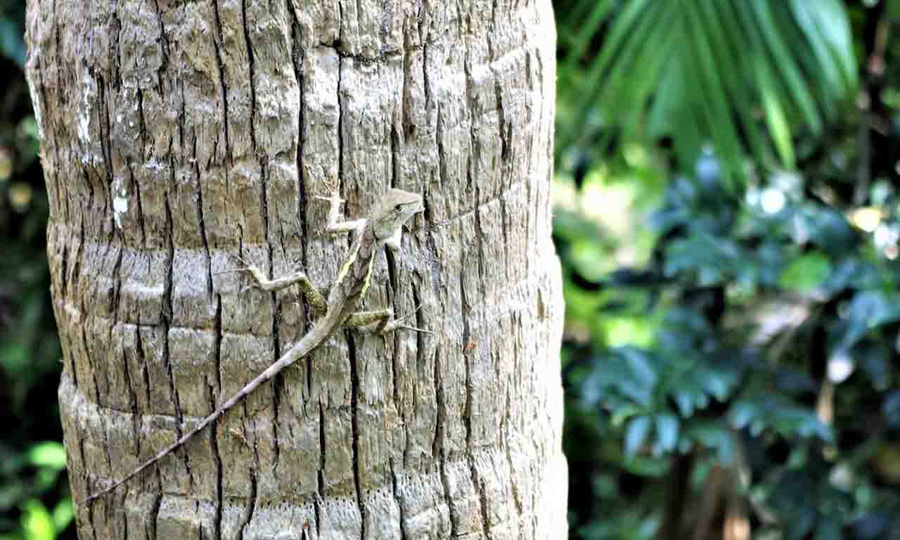 lizard on tree