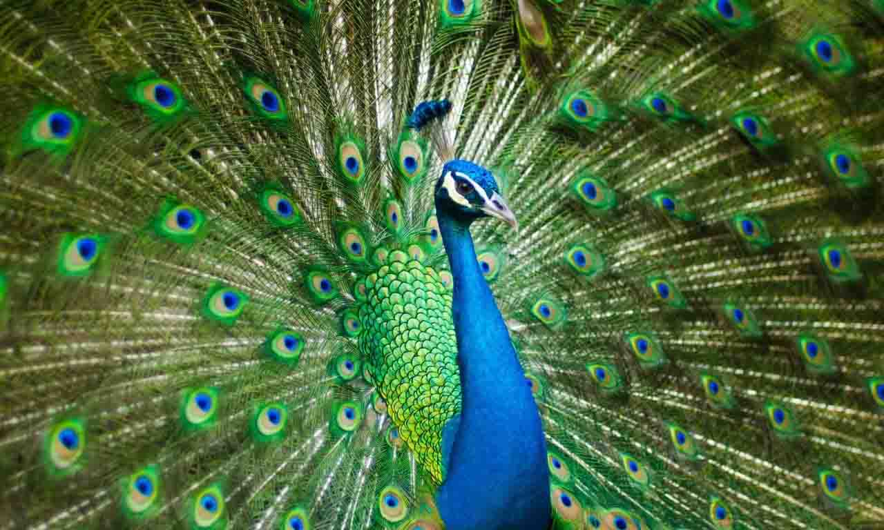 peacock