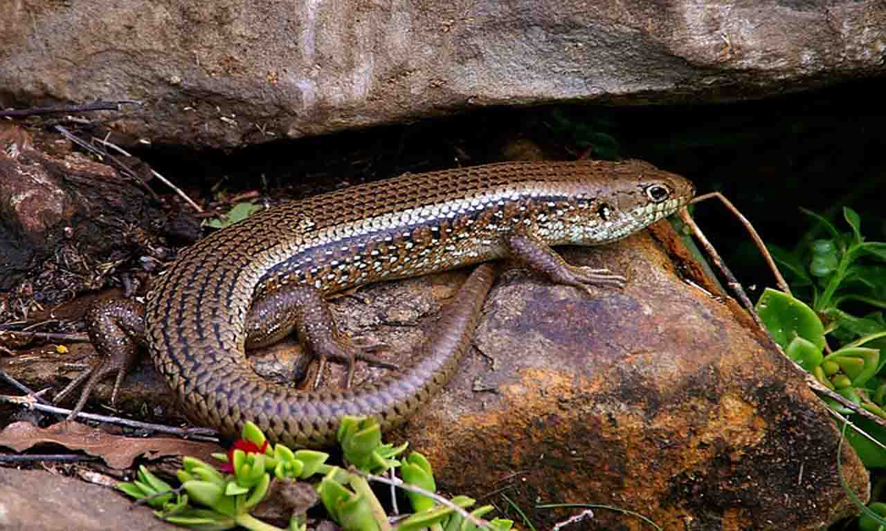 skink