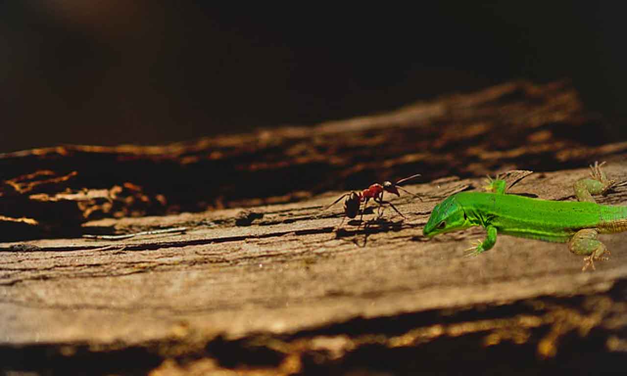 why lizard don't eat ants