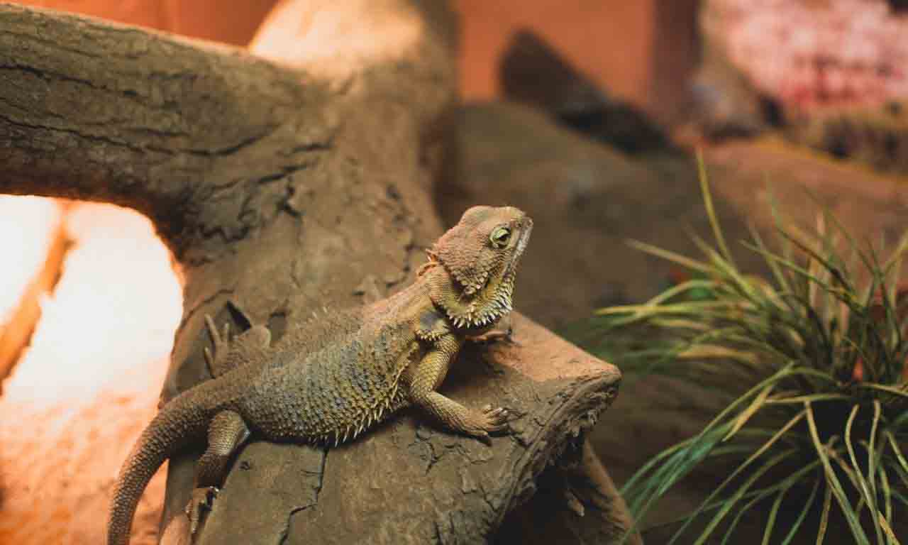 will bearded dragon eat banana