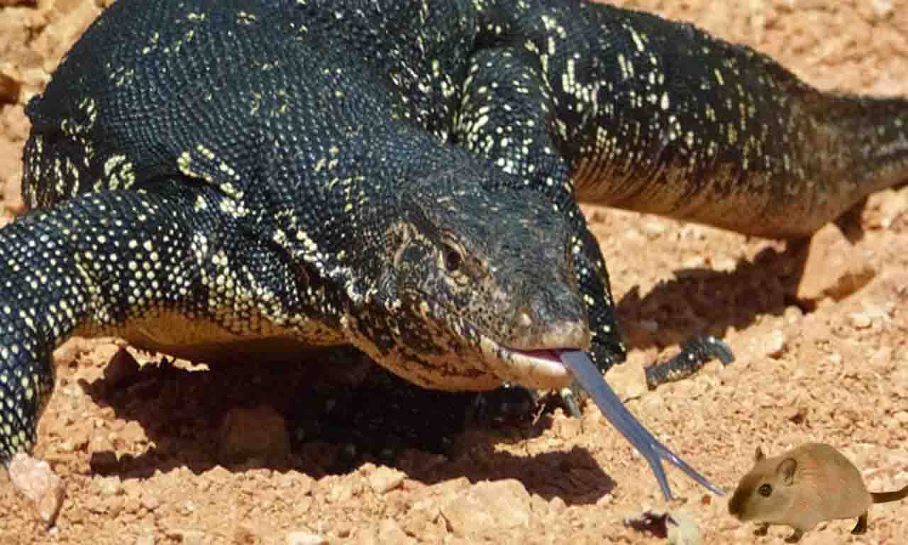 will lizard eat rat