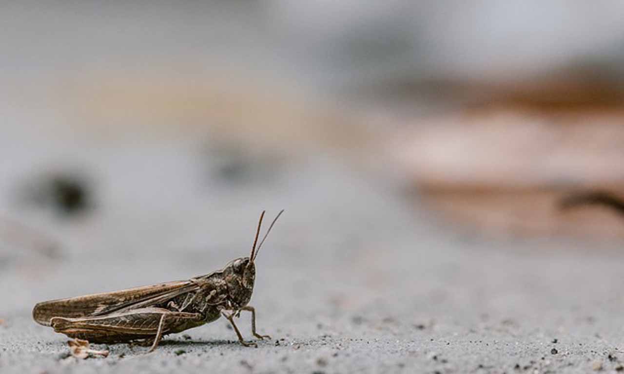 Adult cricket