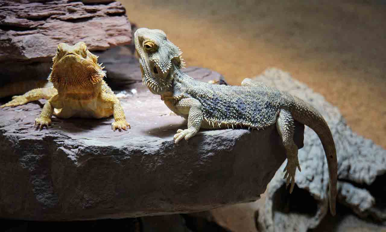 bearded dragon