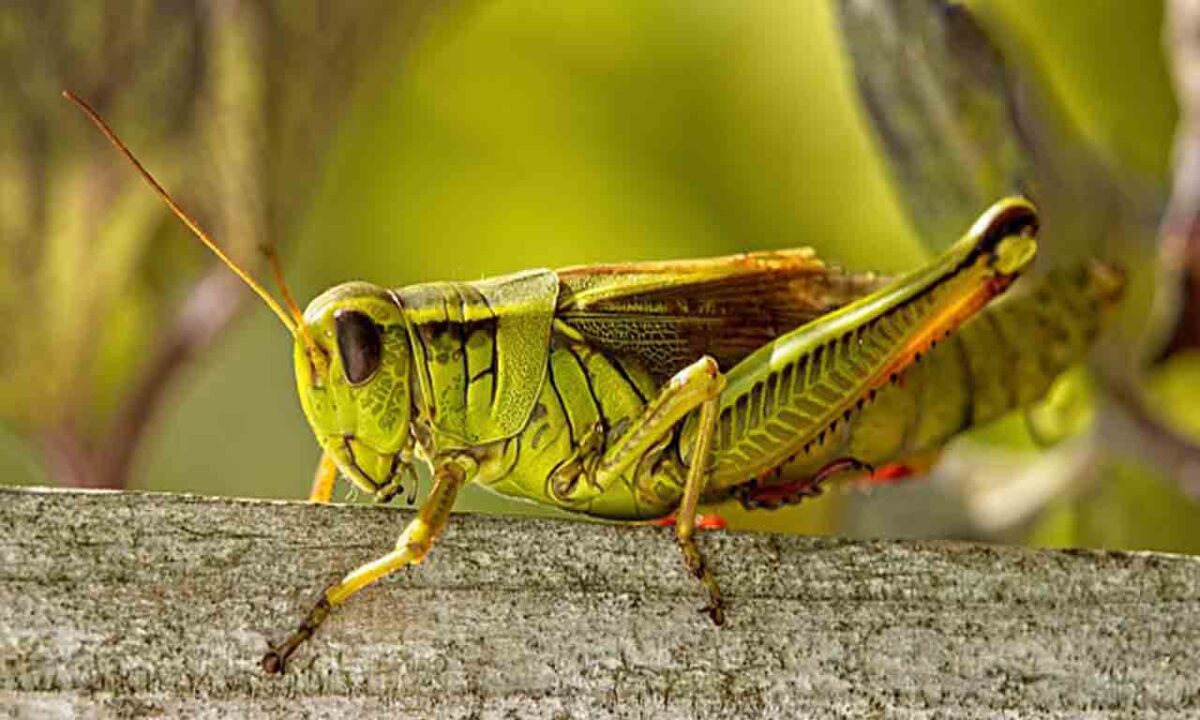 how does a cricket eat