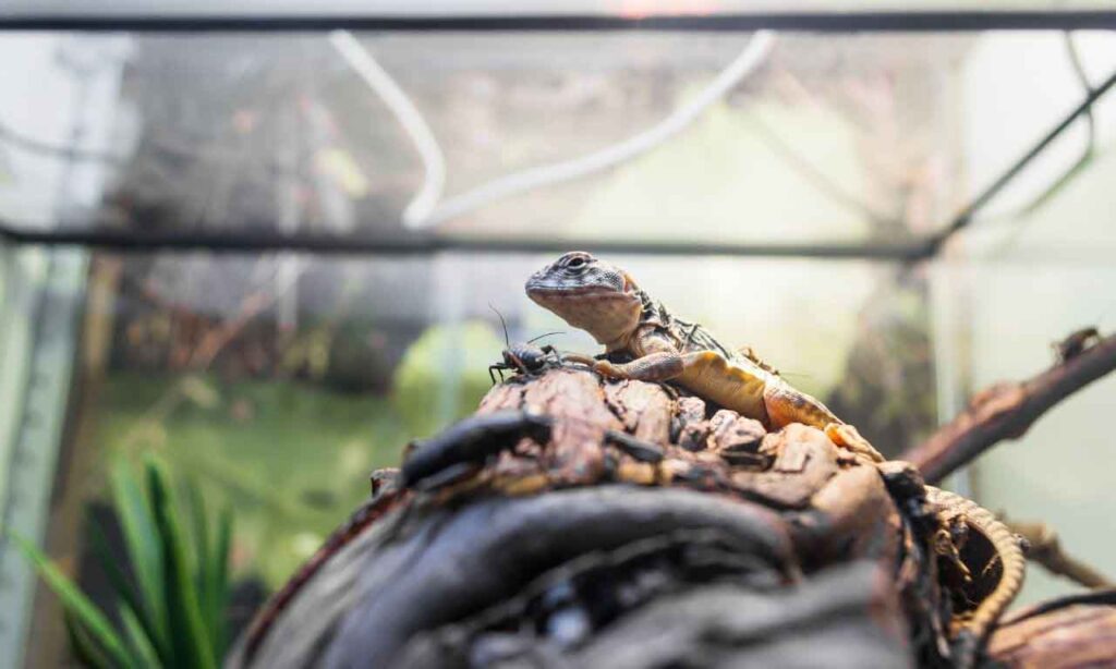 Can Crickets Attack Geckos?