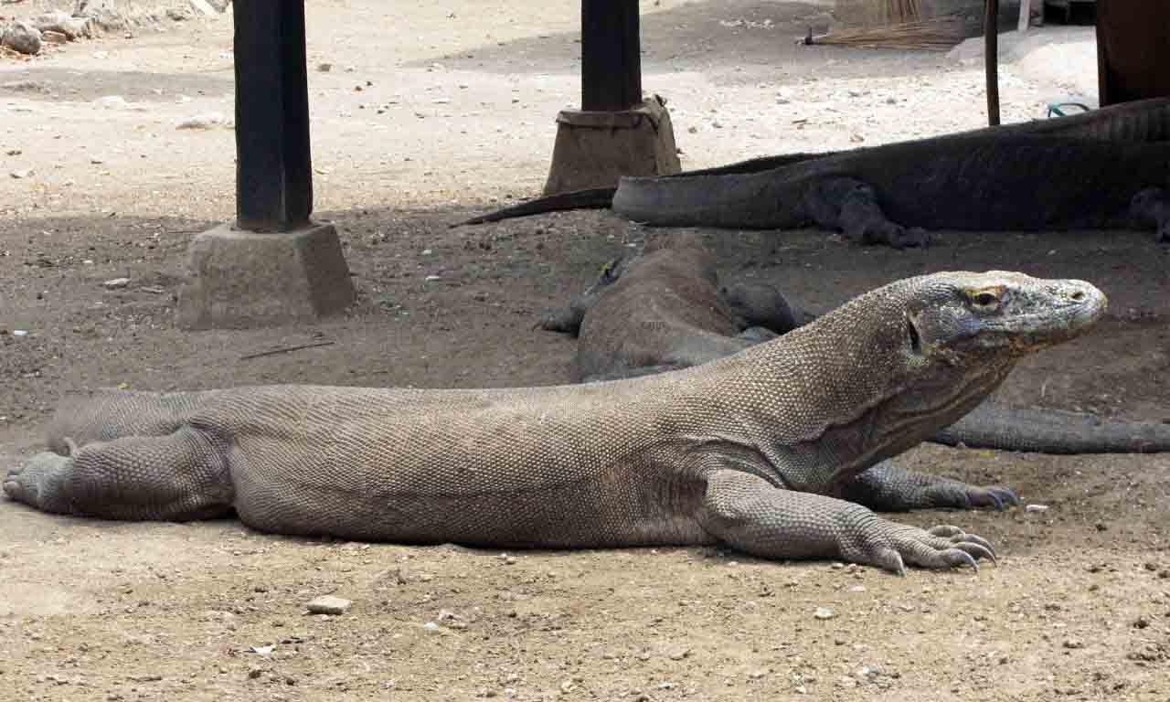 komodo dragon