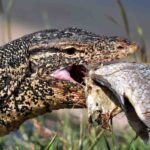 lizard eating fish