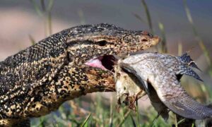 lizard eating fish