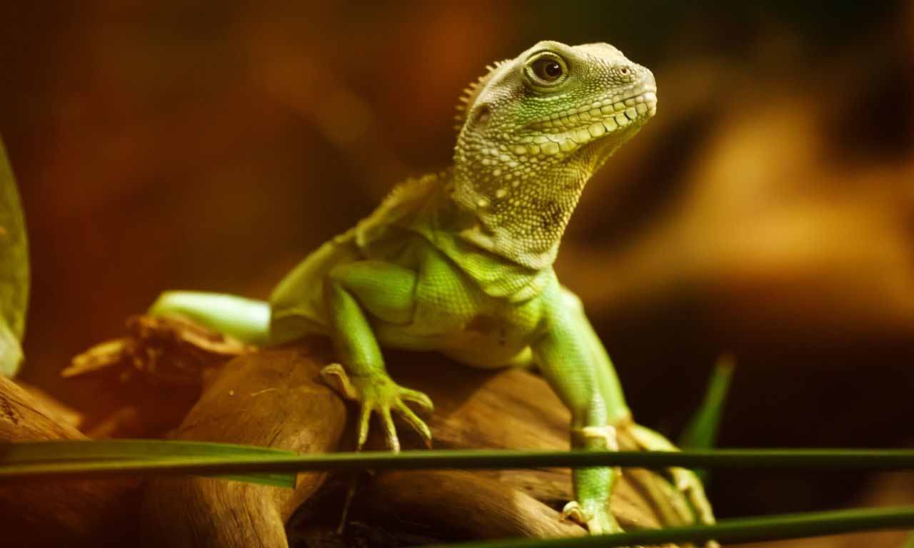 Are Lizards Poisonous?