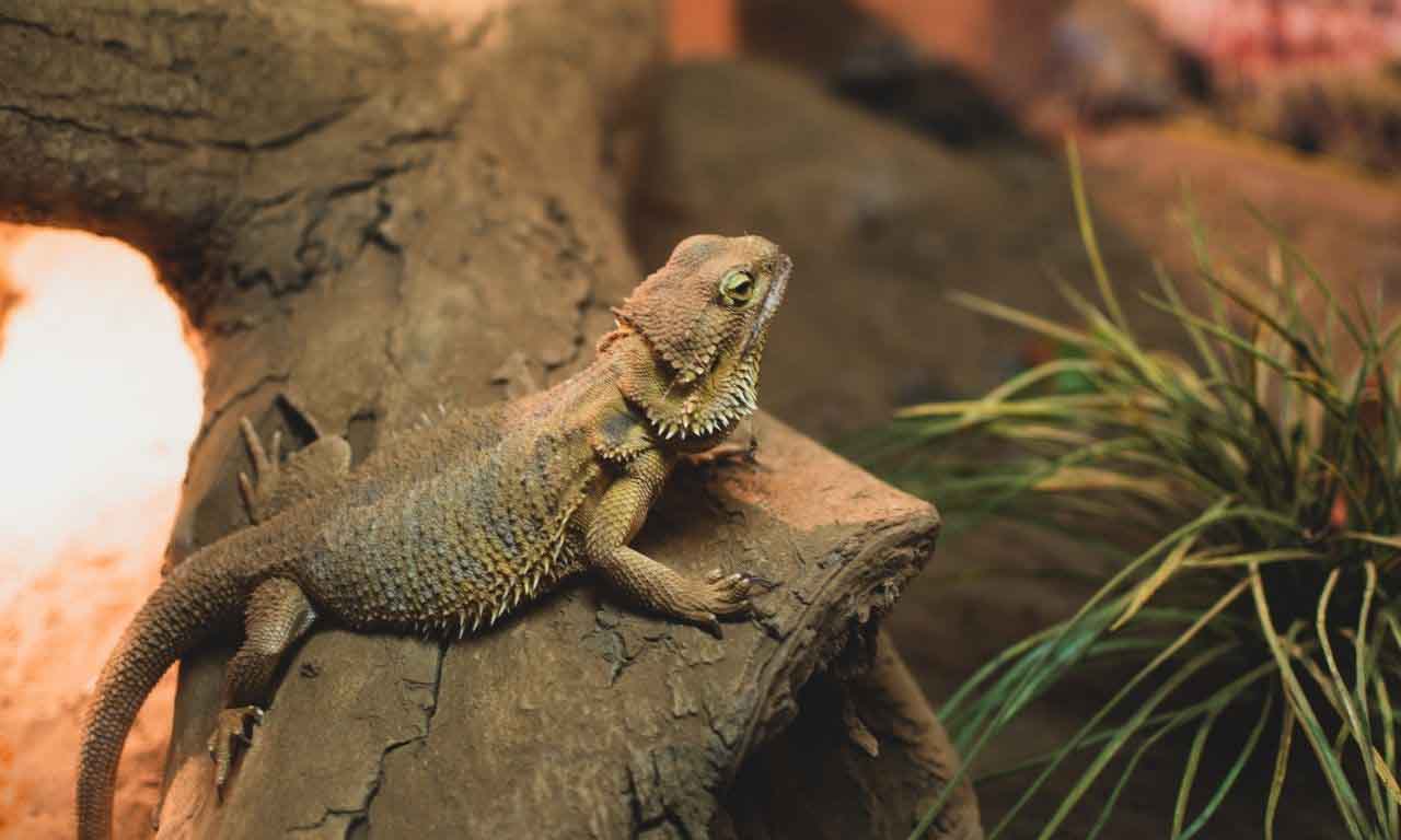 Bearded dragon