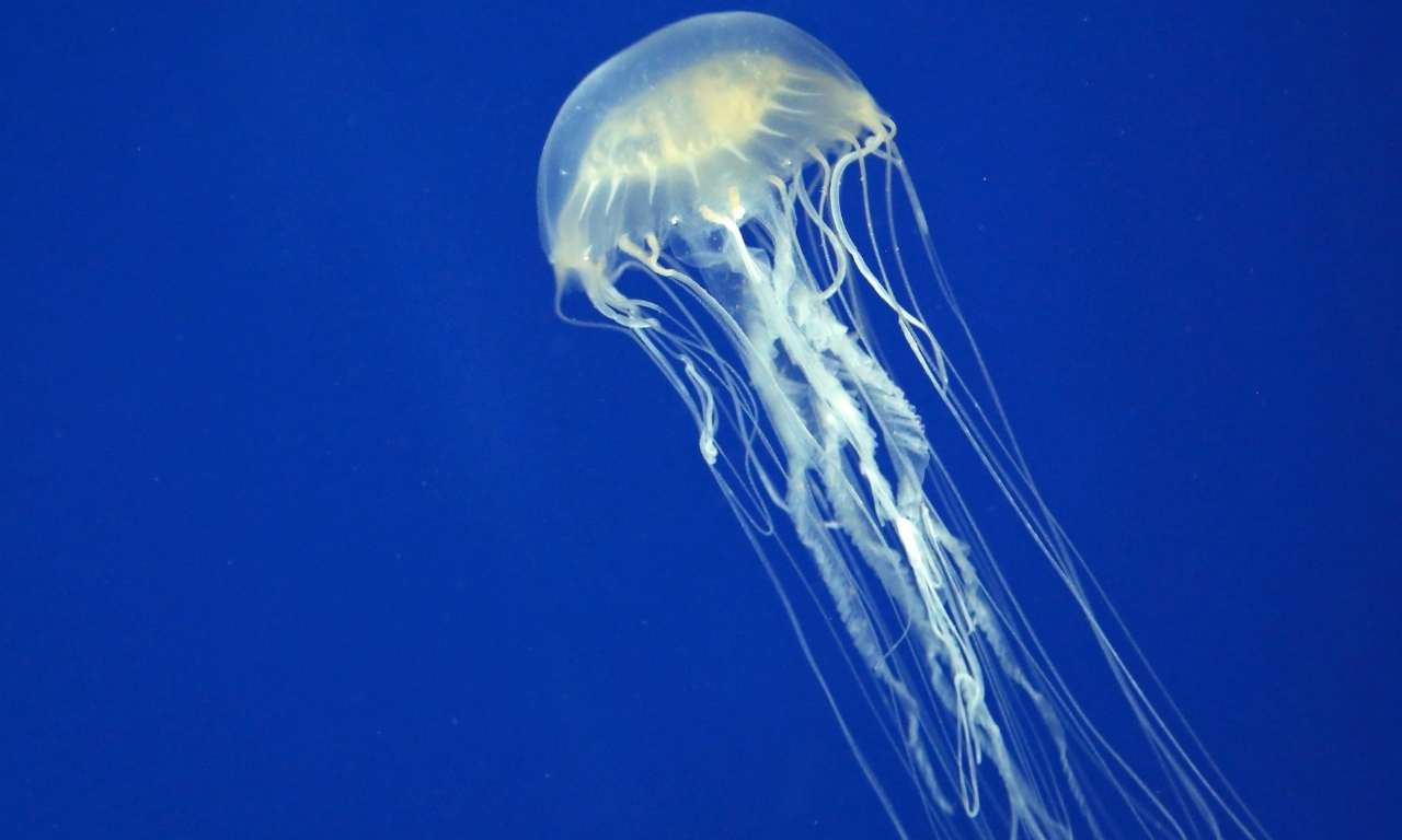 box jellyfish