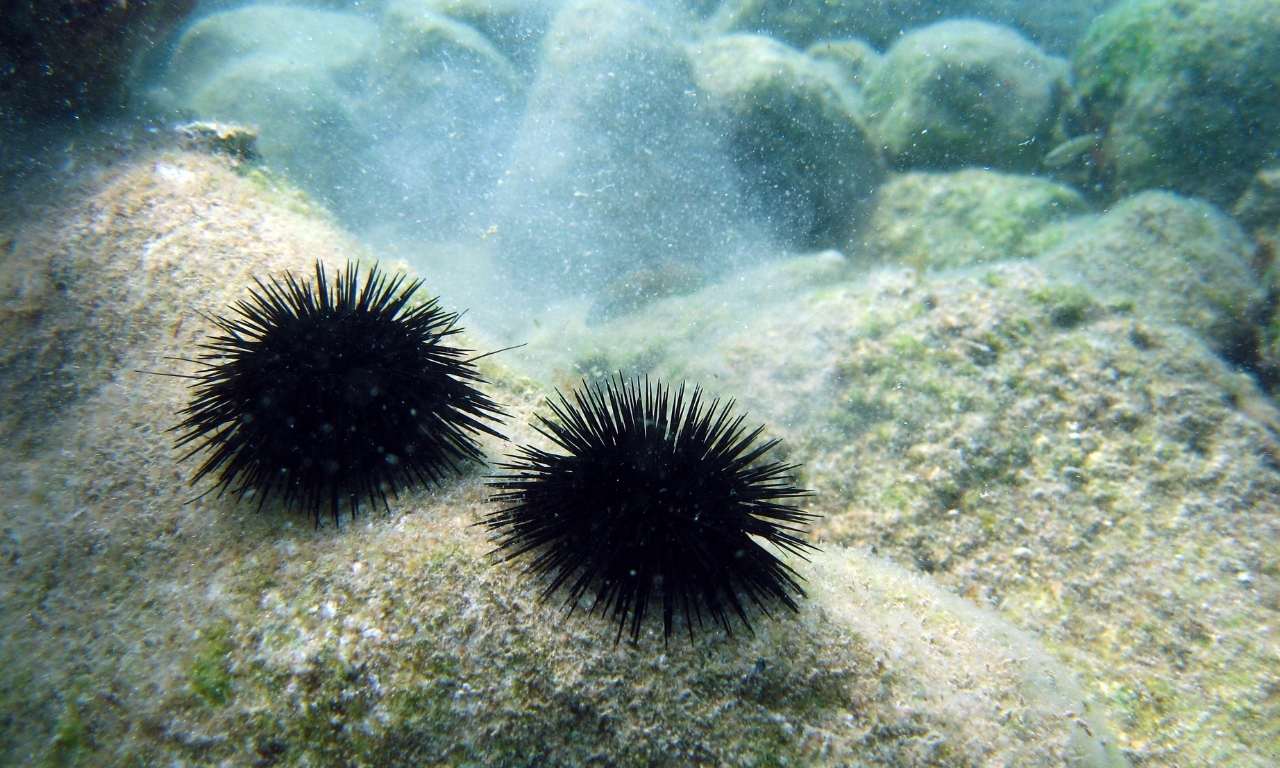 sea urchin