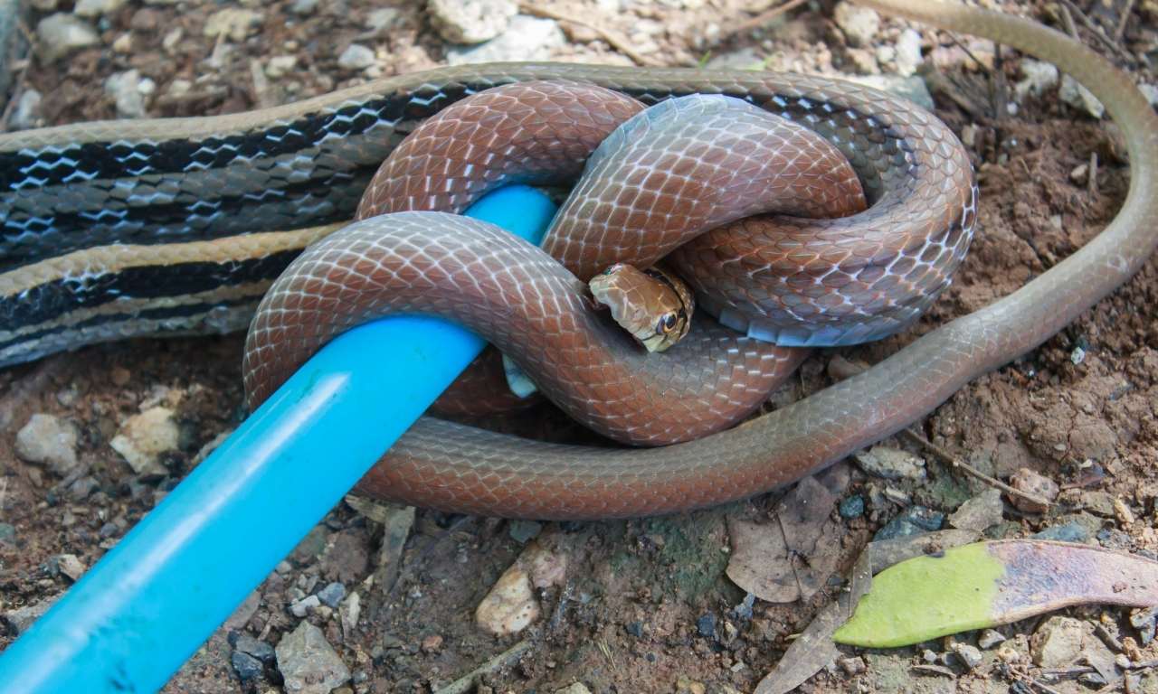 sturdy pole to catch a snake