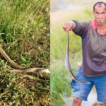 why snakes are friends to farmers