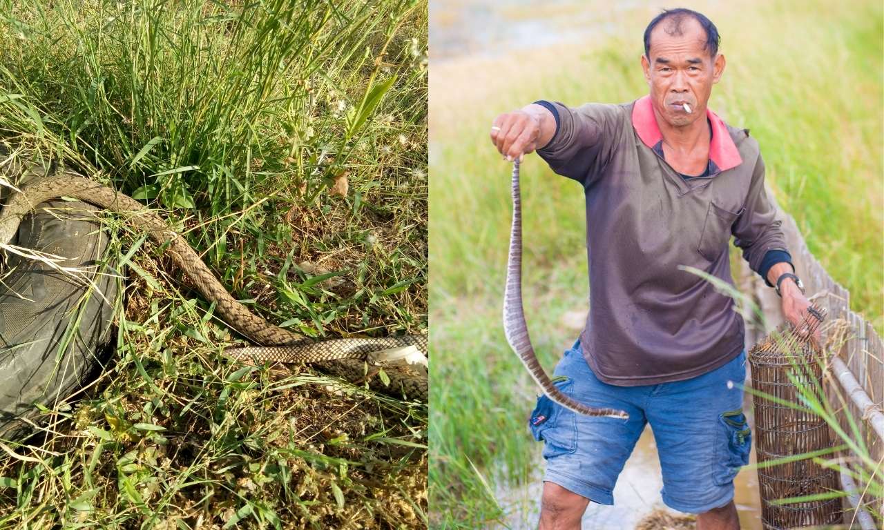 why snakes are friends to farmers