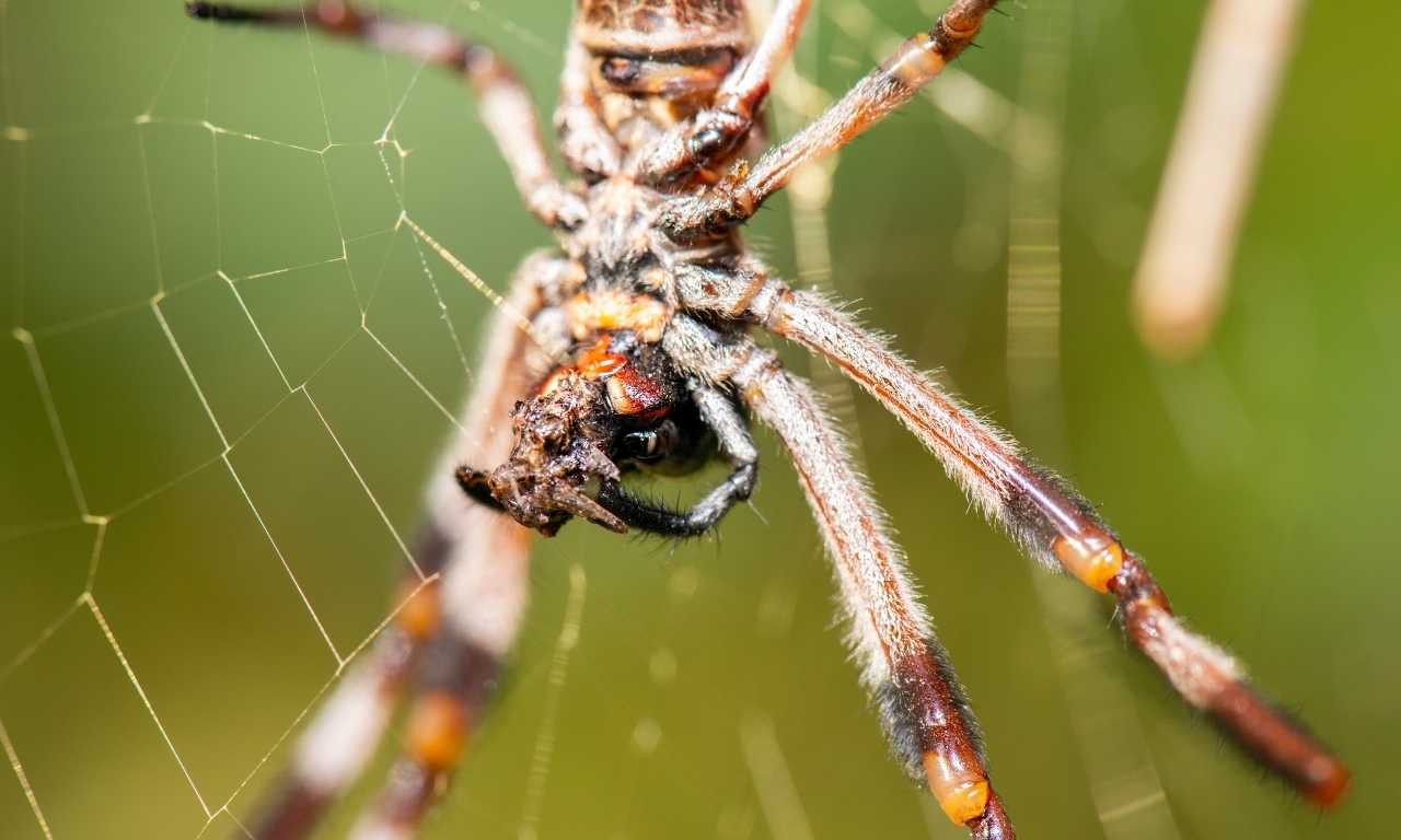 Australian garden orb spider