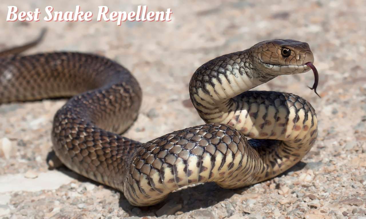 Best Snake Repellent