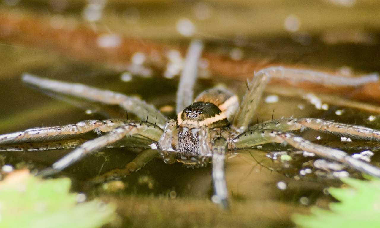 Diving bell spider