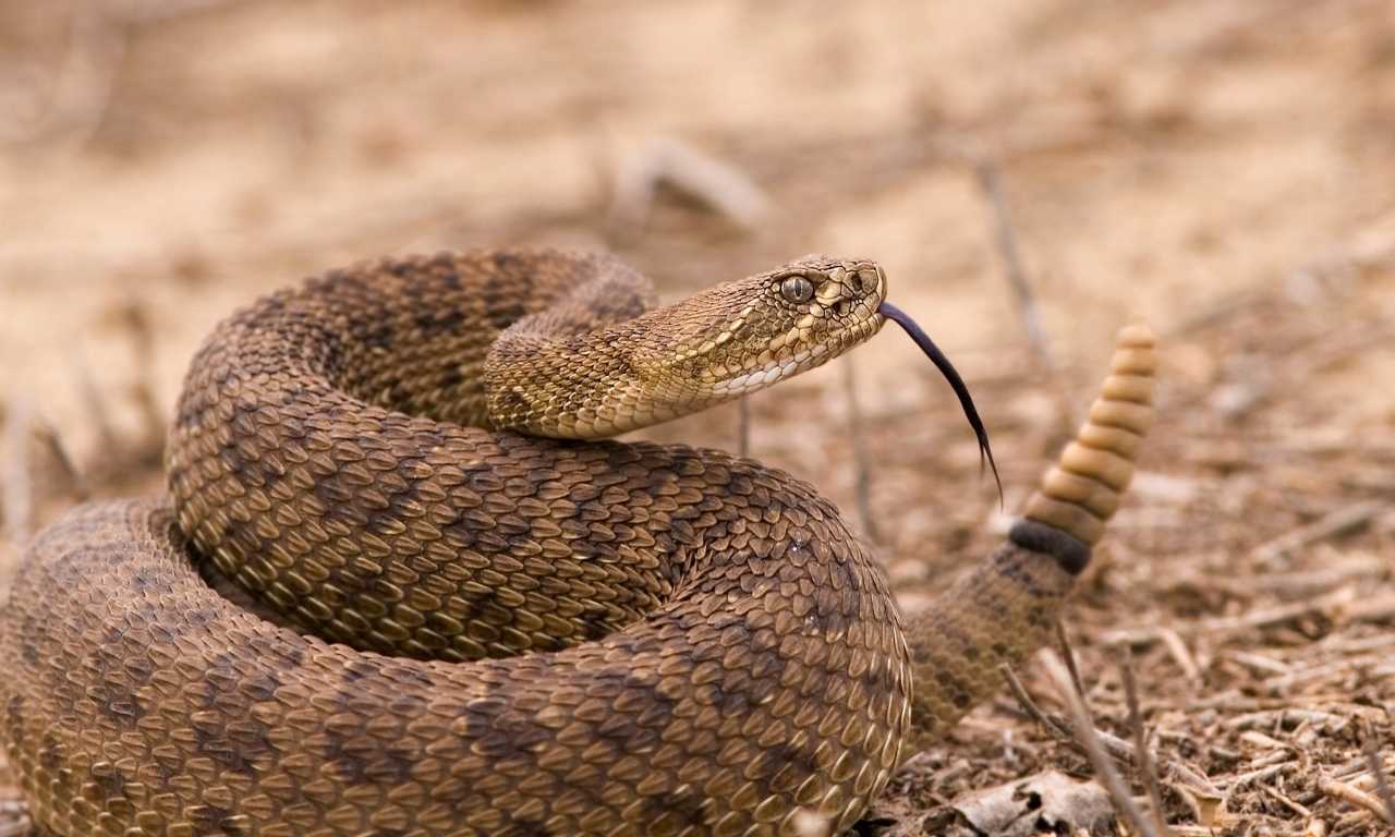 Rattlesnake scent