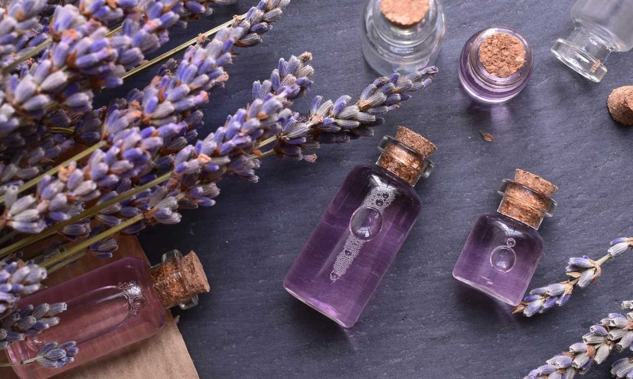 lavender oil as snake repellent