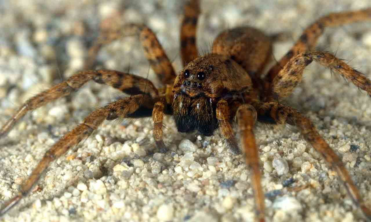 wolf spider