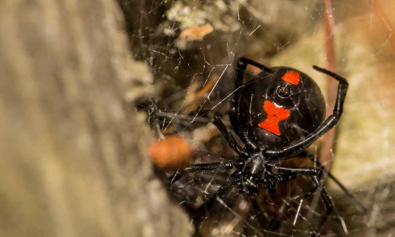 Black widow cannibalism