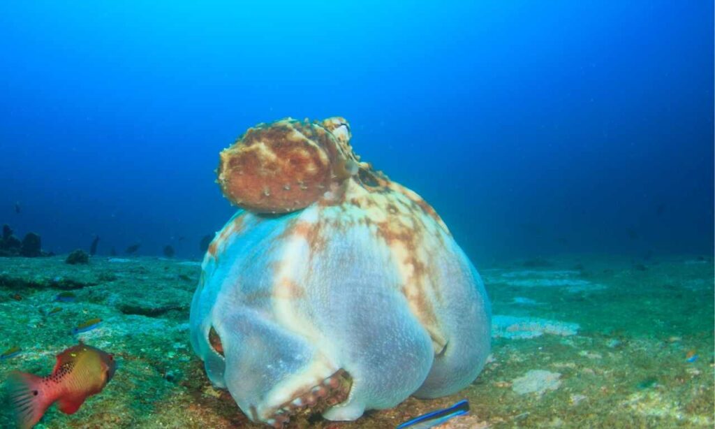 Do Octopus Kill Their Mates?