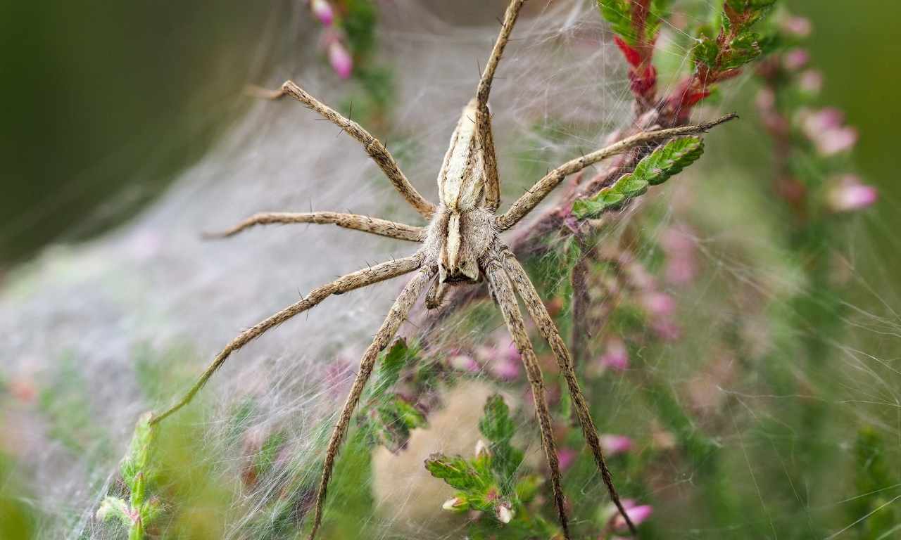 male nursery web spiders