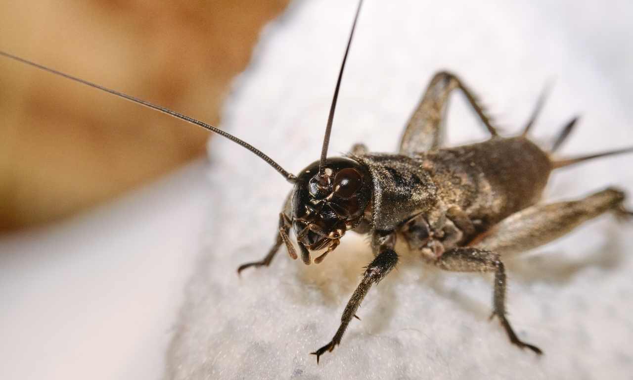 sagebrush cricket