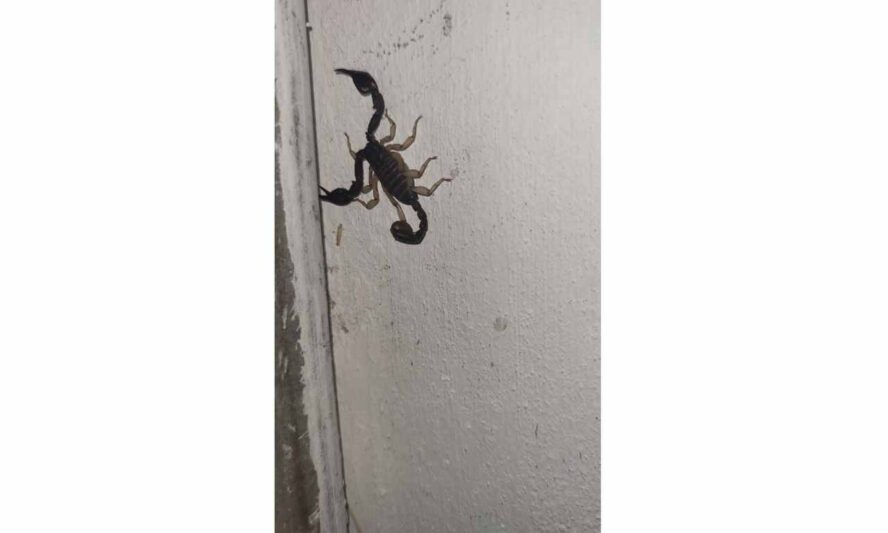 scorpion climbing walls