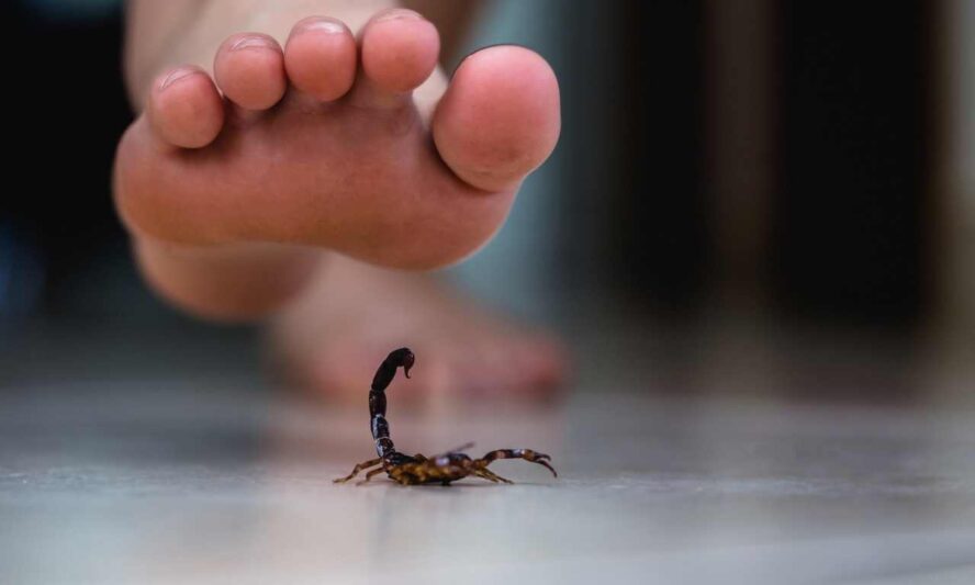 Can Scorpions Climb Walls?