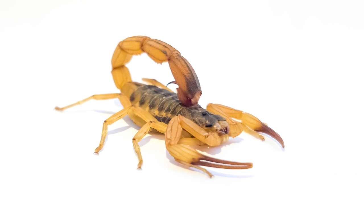 Brazilian Yellow Scorpion