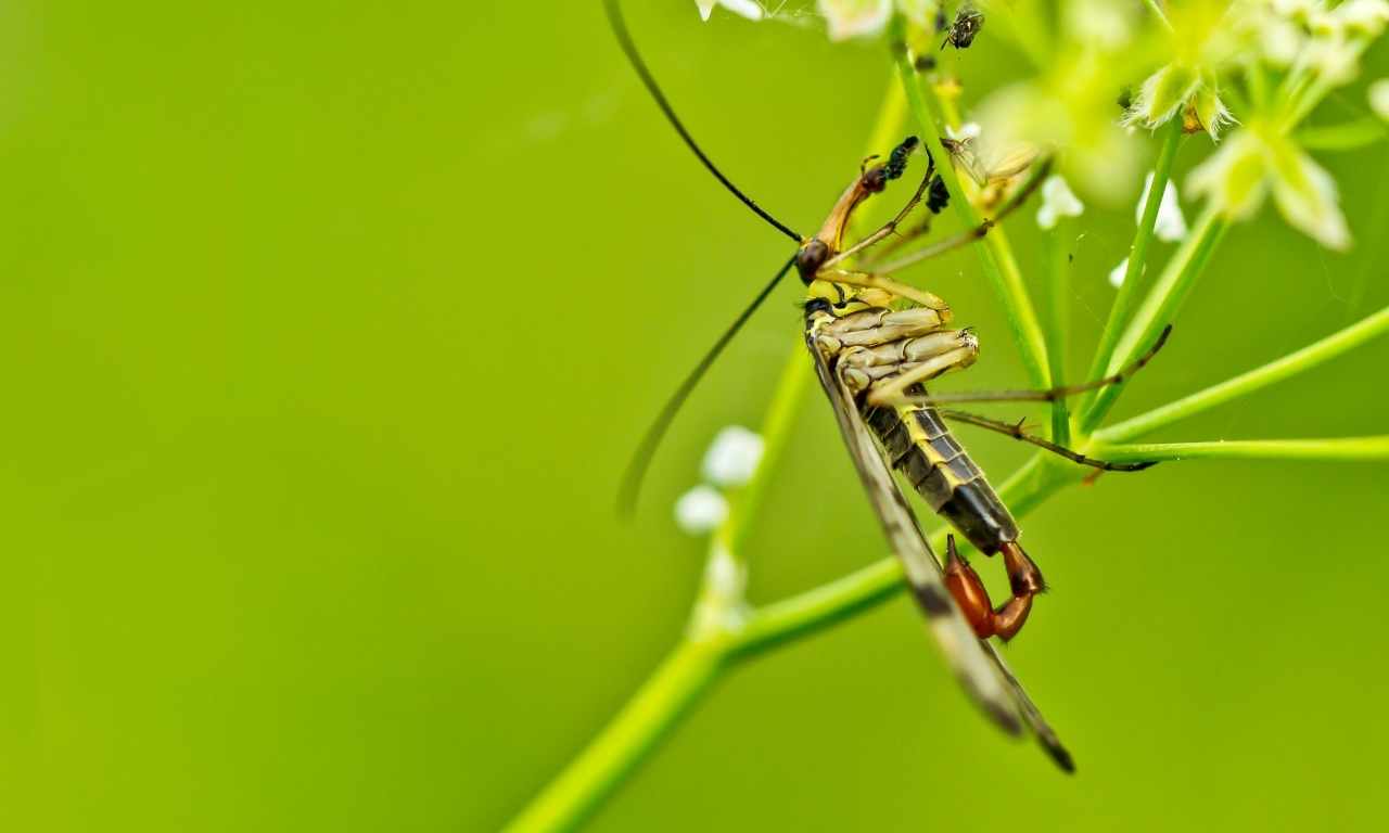 Hanging Fly