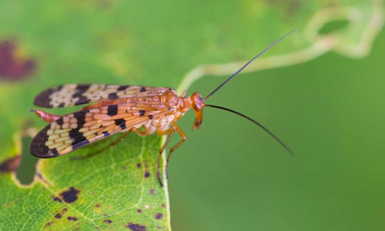 Scorpion Fly Feeding On Plant