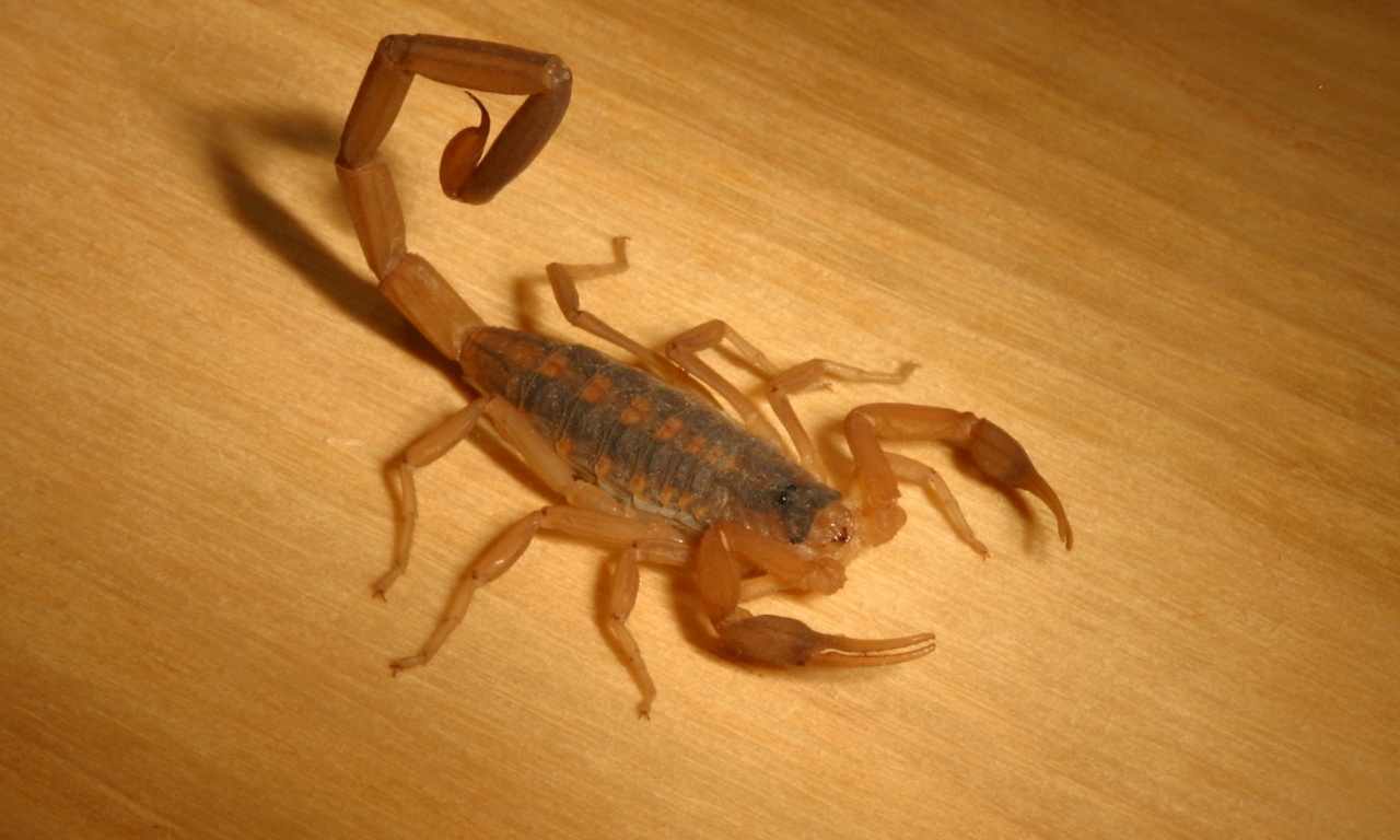 Scorpion Inside The House