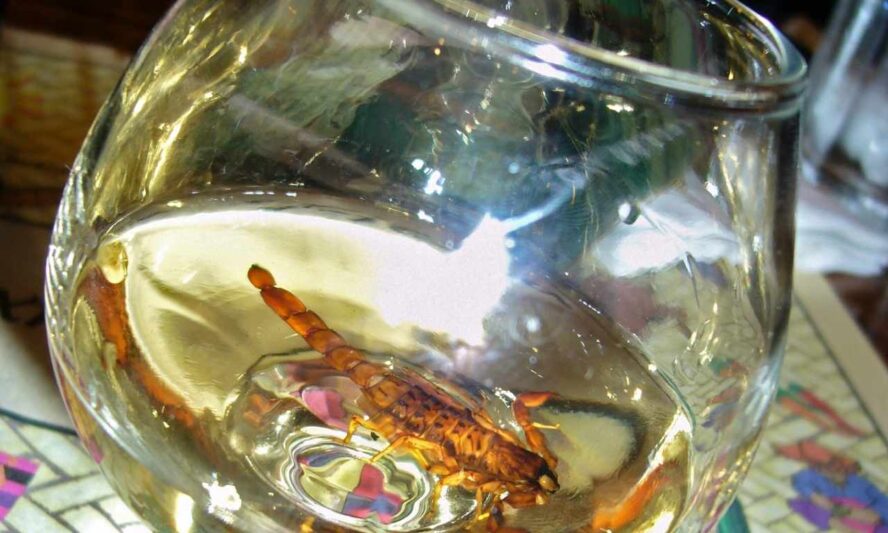 Scorpion inside glass trap