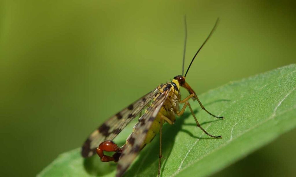 Scorpionfly