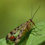 Scorpionfly