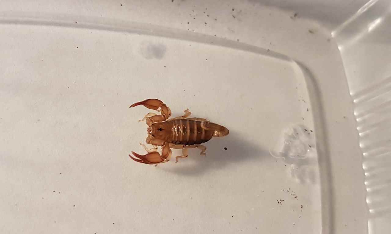 baby scorpion