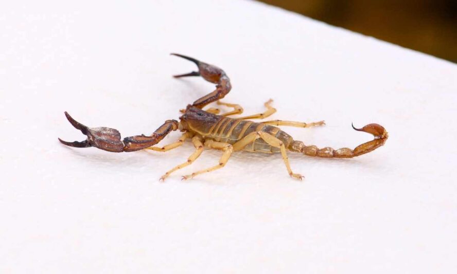can scorpion climb plastic
