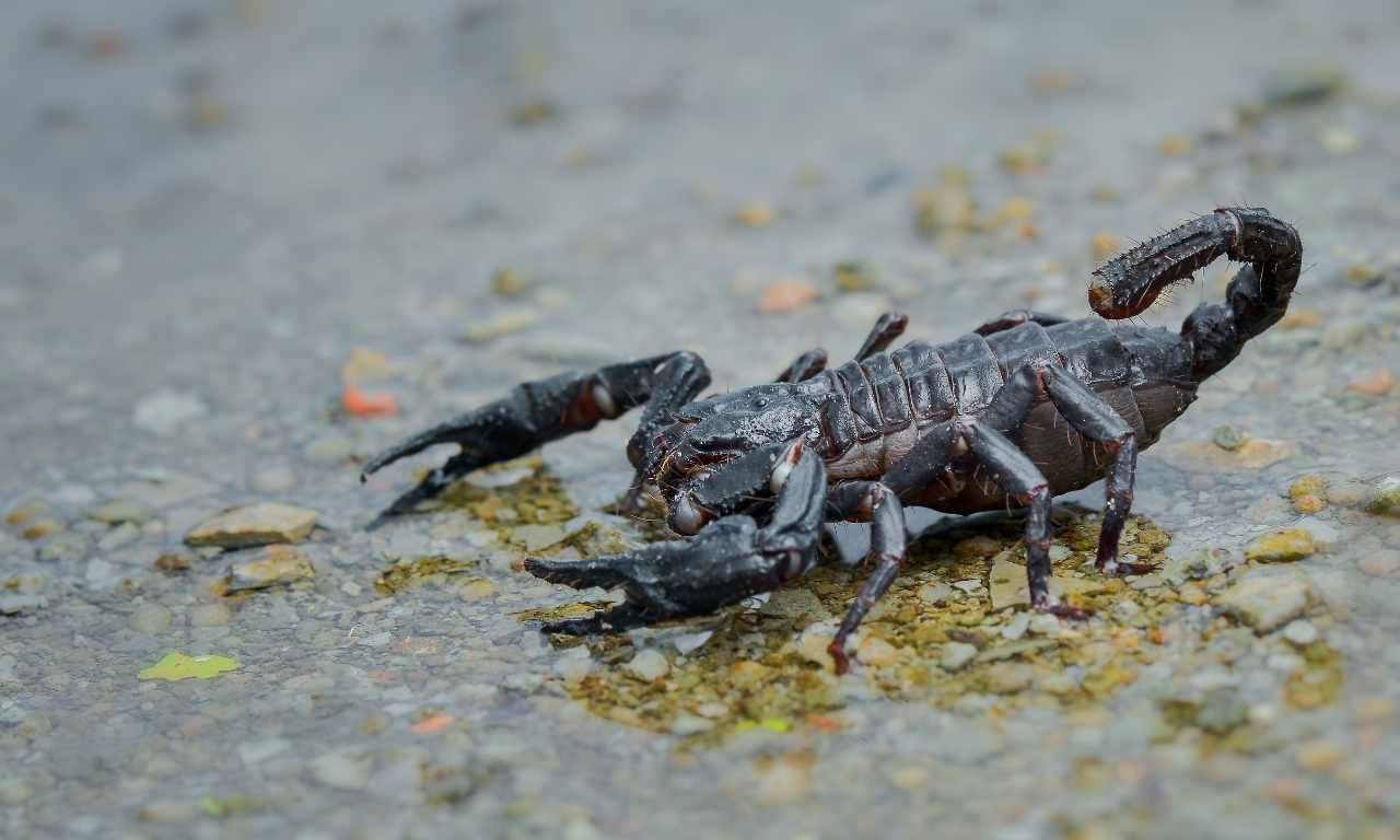 can scorpion swim