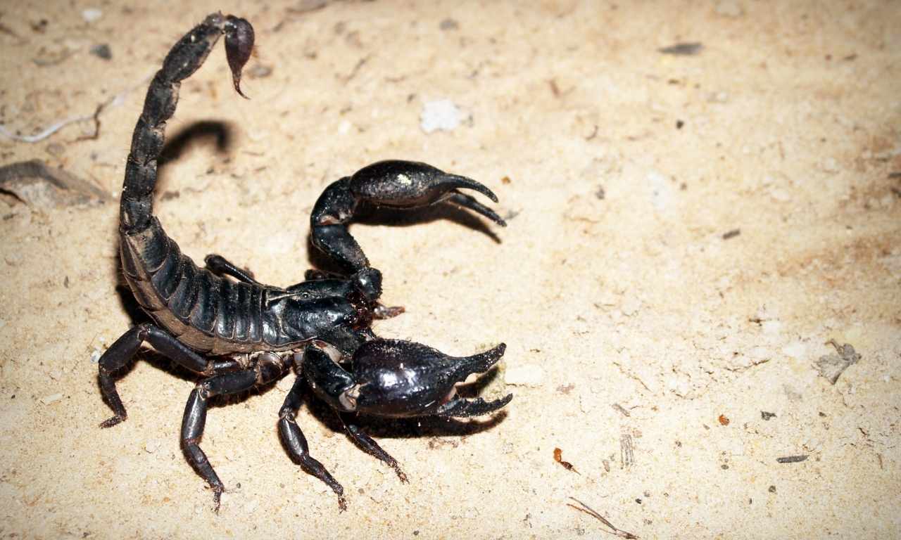 how to identify scorpion is going to sting you