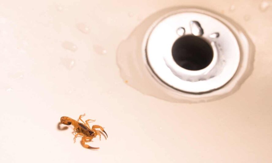 scorpion in bathroom sink