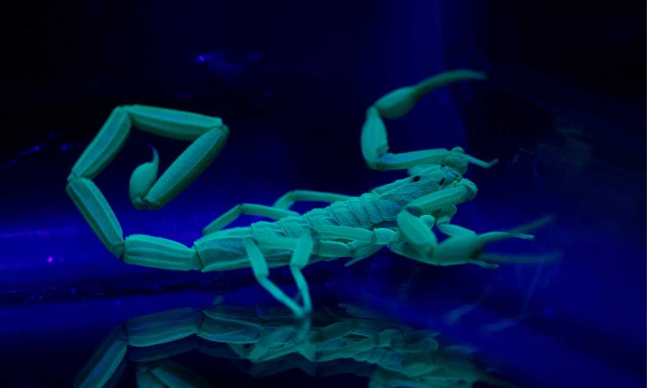 scorpions glow in dark